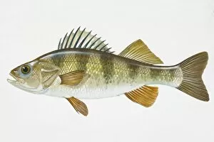 Images Dated 28th April 2008: Illustration of Yellow Perch (Perca flavescens), North American freshwater fish