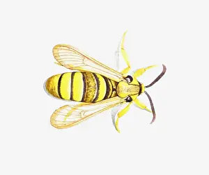 Moth Prints: Illustration of yellow and back striped Clearwing Moth (Synanthedon)