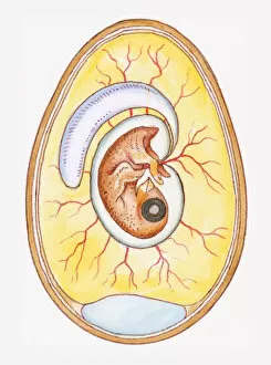 Illustration of yoke sac and amniotic membrane surrounding chicken embryo