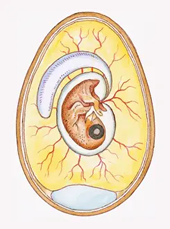 Protection Prints: Illustration of yoke sac and amniotic membrane surrounding chicken embryo