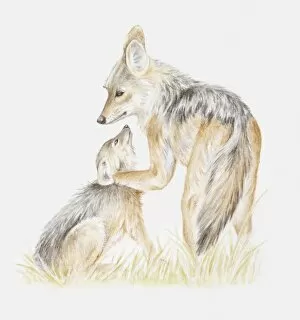 Illustration of two young Black-backed jackals (Canis mesomelas) playing