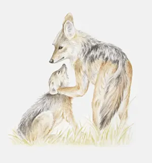 Jackal Prints: Illustration of two young Black-backed jackals (Canis mesomelas) playing
