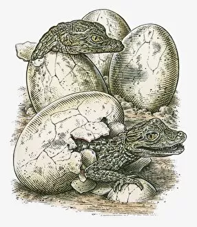 Illustration of young crocodiles hatching from eggs