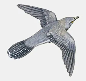 Cuckoo Prints: Illustration if a young Cuckoo (Cuculus canorus) in flight