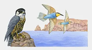 Young Bird Prints: Illustration of a young Eleanoras falcon (Falco eleonorae) perched on a rock with migratory birds flying nearby