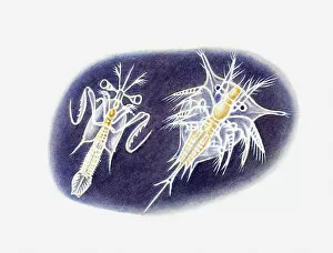 Barnacle Collection: Illustration of young mantis shrimp and barnacle