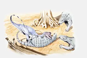 Four Animals Prints: Illustration of a young Minmi dinosaur under attack by a theropod as older animals move in to drive it off