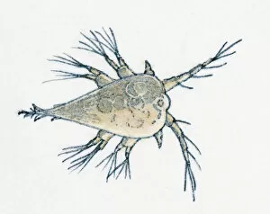 Food Chain Collection: Illustration of young Rock Barnacle (Semibalanus balanoides)