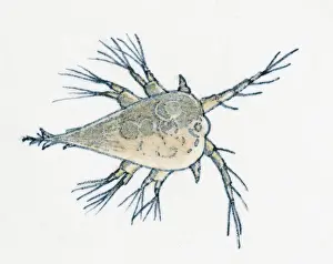 Illustration of young Rock Barnacle (Semibalanus balanoides)