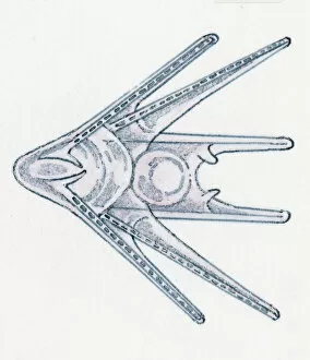 Images Dated 29th September 2010: Illustration of young Sea Urchin (Echinoidea)