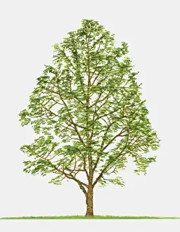 Illustration of Zanthoxylum americanum (Toothache Tree), showing summer leaves