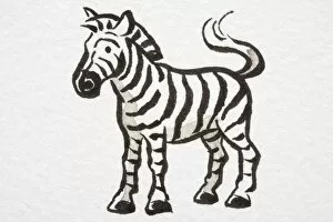 Odd Toed Hoofed Gallery: Illustration, Zebra (Equus zebra) standing with its tail curled up, side view
