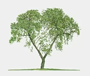 Deciduous Tree Collection: Illustration of Ziziphus zizyphus (Jujube), a small deciduous tree showing summer leaves