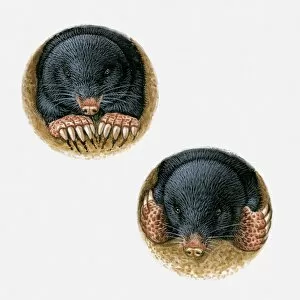 Illustrations of Common Mole (Scalopus aquaticus) using paws and long claws to burrow underground
