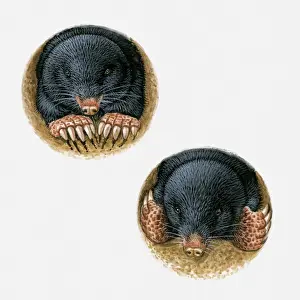 Long Prints: Illustrations of Common Mole (Scalopus aquaticus) using paws and long claws to burrow underground