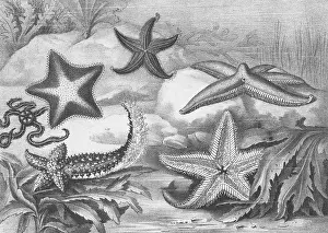 Starfish Prints: Illustrations of Star Fish