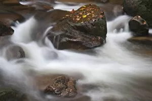 Ilse brook in autumn, rapids, Ilsetal valley, Harz region, Saxony-Anhalt, Germany, Europe