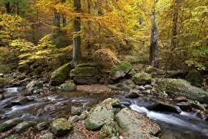 Images Dated 24th October 2012: Ilse River in Ilsetal valley in autumn, Harz, Nationalpark Hochharz, Saxony-Anhalt, Germany