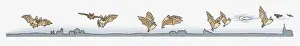 Bat Animal Prints: Image sequence illustration of Bat flying at night in search of insects