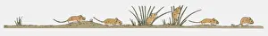 Sequential Series Prints: Image sequence illustration of field mice in search of food