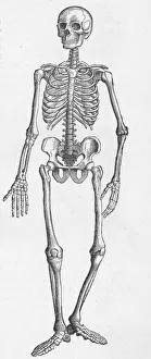 Image Type bone skeleton Object Science & Technology Medicine & Healthcare Subject