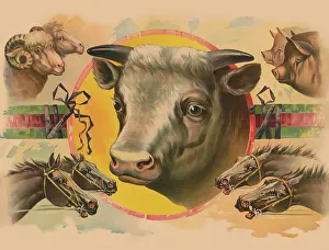 Bull Prints: Images of Farm Animals