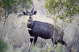 Solitude Gallery: Imbabala bushbuck (Tragelaphus sylvaticus)