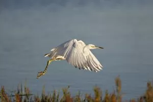 Immature little blue heron in flight