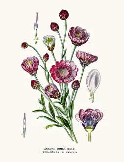 Immortelle plants
