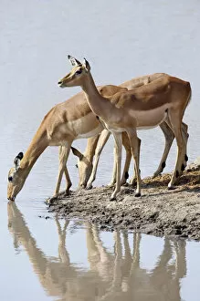 Images Dated 3rd September 2009: Impala (Aepyceros melampus)