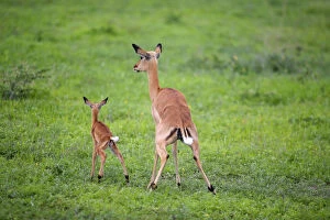 Group Of Animals Gallery: Impala (Aepyceros melampus) Female with Lamb - Urinating