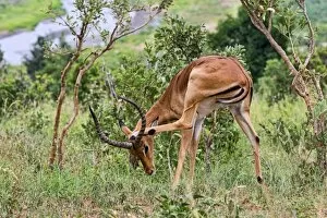 Images Dated 15th February 2014: Impala -Aepyceros melampus-, Tarangire, Tanzania