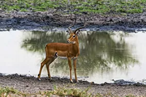 Images Dated 14th February 2014: Impala -Aepyceros melampus- at a waterhole, Tarangire, Tanzania