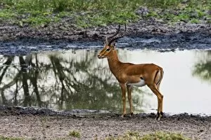 Images Dated 14th February 2014: Impala -Aepyceros melampus- at a waterhole, Tarangire, Tanzania