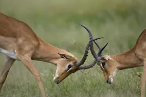 Paul Souders Photography Gallery: Impala Herd, Chobe National Park, Botswana