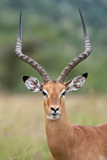 Images Dated 7th April 2014: impala portrait on Serengeti in Tanzania