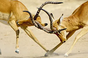Opponent Gallery: Impala Rams, Ruaha National Park, Tanzania