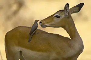 Companion Prints: Impala and Red-billed Oxpecker, Ruaha NP, Tanzania