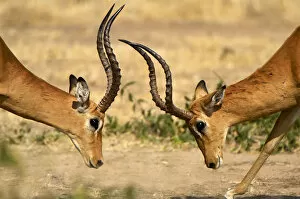Images Dated 12th September 2006: Impala, Ruaha National Park, Tanzania