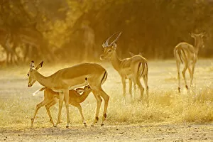 Impala, Ruaha NP, Tanzania
