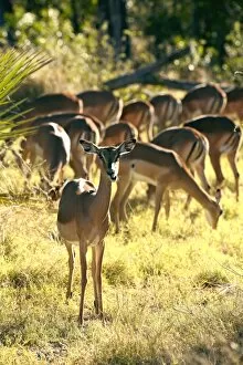 Guarding Collection: Impalas -Aepyceros melampus-, Okavango Delta, Botswana, Africa