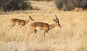 Impalas -Aepyceros melampus petersi-, Etosha National Park, Namibia