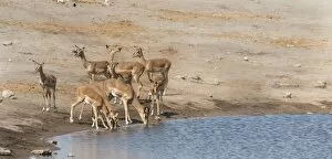 Impalas -Aepyceros melampus petersi- at the Chudob waterhole, Etosha National Park, Namibia
