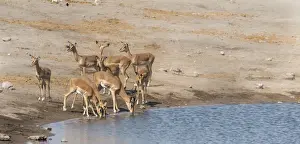 Thirsty Prints: Impalas -Aepyceros melampus petersi- at the Chudob waterhole