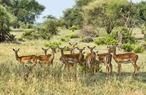 Images Dated 15th February 2014: Impalas -Aepyceros melampus-, Tanzania