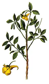 Impatiens noli-tangere (touch-me-not balsam)