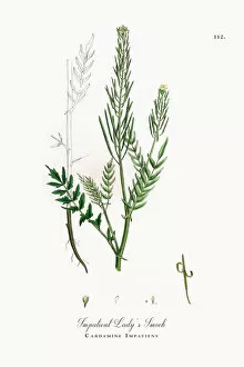 Images Dated 28th September 2017: Impatient Ladya┬Ç┬Ös Smock, Cardamine Impatiens, Victorian Botanical Illustration, 1863