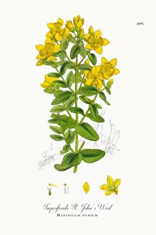 Images Dated 6th October 2017: Imperforate St. Johna┬Ç┬Ös Wort, Hypericum dubium, Victorian Botanical Illustration, 1863