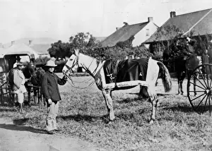 Louis Prints: Imperial Horse