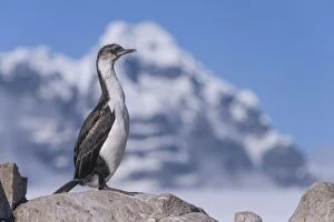 Imperial Shag or Antarctic Cormorant -Phalacrocorax atriceps-, fledged young bird, Jougla Point, Port Lockroy